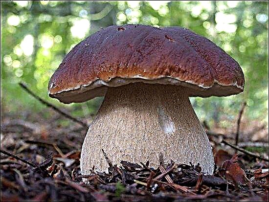 Mushrooms for pancreatitis