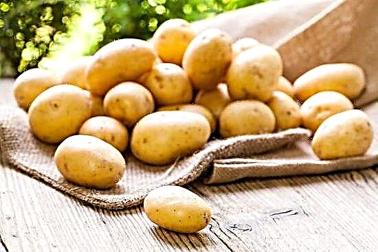Kartoffeljus fir Pankreatitis