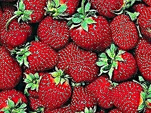 Glycemic index ma aoga o strawberries mo le tino