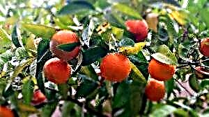 Die genesende eienskappe van mandaryns by diabetes