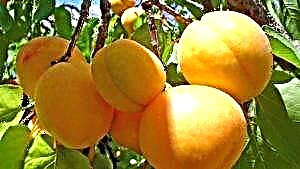 အမျိုးအစား ၂ ဆီးချိုရောဂါရှိသည့် apricots ခြောက်များ၏အကျိုးကျေးဇူးများနှင့်ထိခိုက်မှုများ