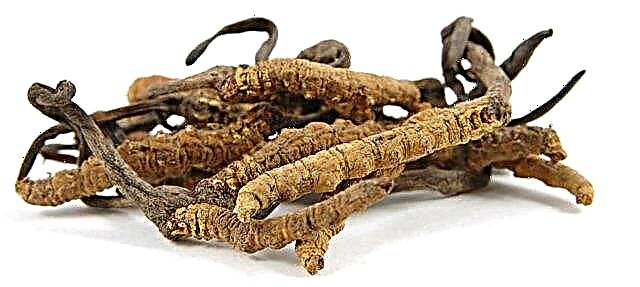 চীনা মাশরুম কর্ডিসেপসের নিরাময়ের বৈশিষ্ট্য