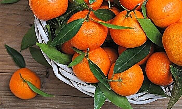 Kuv puas tuaj yeem noj tangerines rau ntshav qab zib?