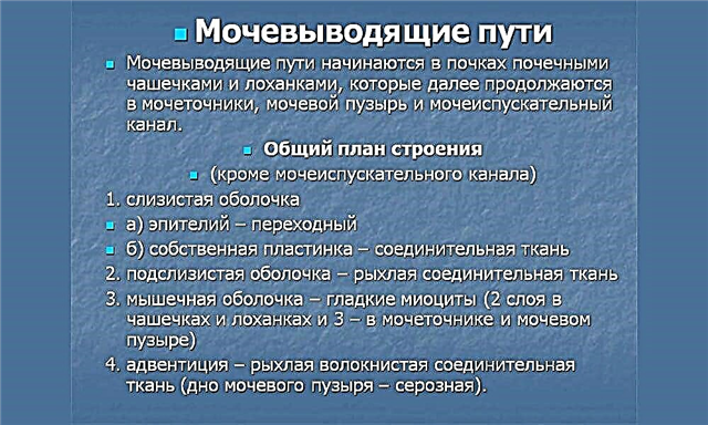 Что входит в состав путь. Мочевыводящие пути. Общий план строения мочевыводящих путей. Мочевыводящие пути почки. Функции мочевыводящих путей.