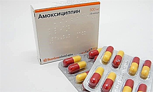Smyrsli Amoxicillin: notkunarleiðbeiningar