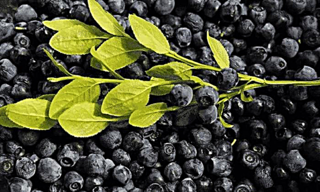 Preparazzjoni tal-frott tal-blueberry: istruzzjonijiet għall-użu