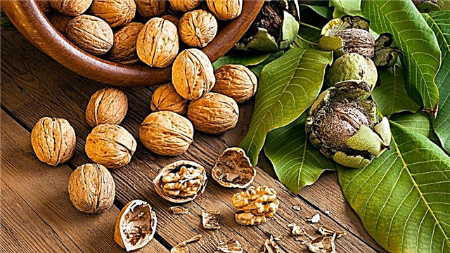 Awọn walnuts fun àtọgbẹ: awọn anfani ati awọn contraindications