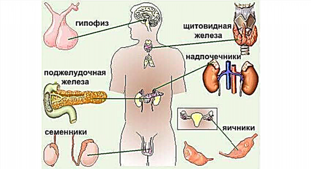 اینڈوکرائن سسٹم کیا ہے اور انسانی جسم میں اس کے کیا کام ہیں؟