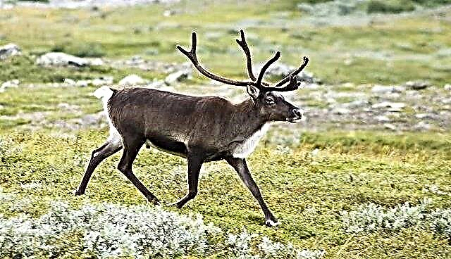 Inovasi di pengobatan diabetes - ubar antler reindeer