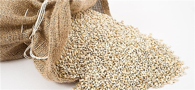 Barley alang sa diabetes: ang mga benepisyo ug kadaut sa mga sustansya nga nutrisyon