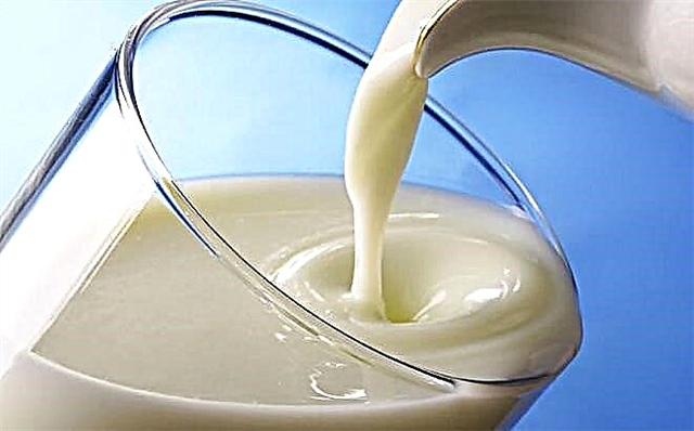 A mund të pi qumësht për diabet? Karakteristikat e dobishme dhe a është në përputhje me diabetin?