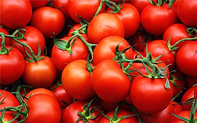 Tomaten fir Diabetis: profitéierend Eegeschaften a méigleche Schued