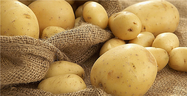 Може ли да користам компири за дијабетес? Придобивките и штетите на вашиот омилен зеленчук