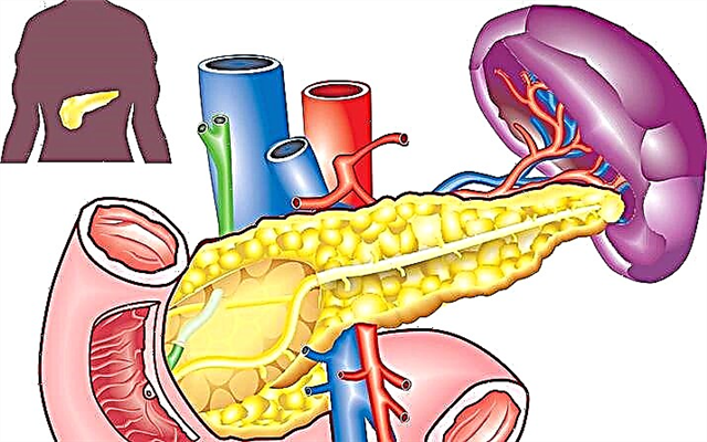 Функции на панкреасот во човечкото тело