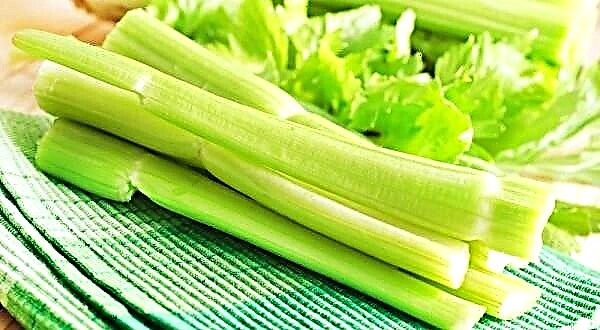 Celerio: avantaĝoj kaj damaĝoj de diabeto